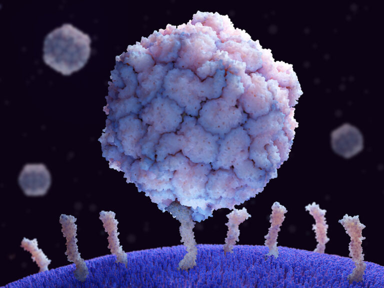 Poliovirus-binding-to-CD155
