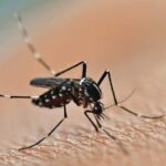 chikungunya