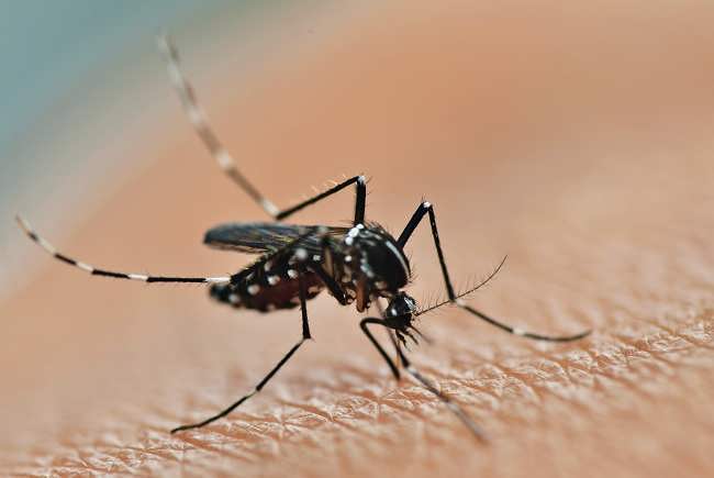 chikungunya