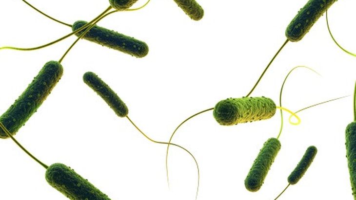 mengenal-lebih-jauh-tentang-bakteri-e-coli