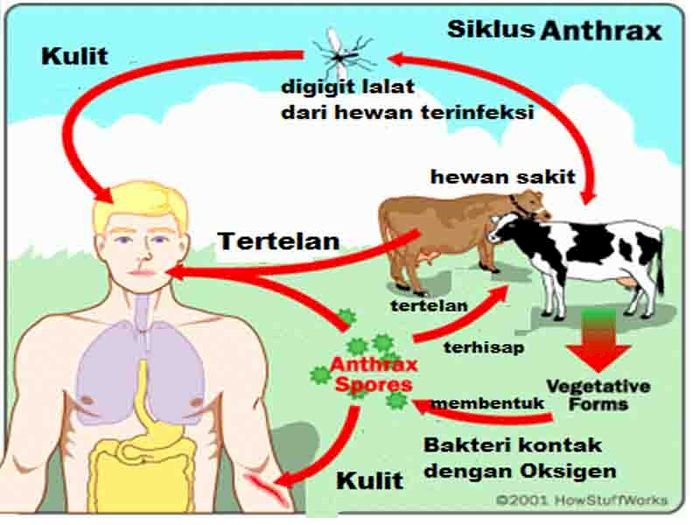 kesehatan-dan-penanganan-anthrax-fakta-dan-pencegahan