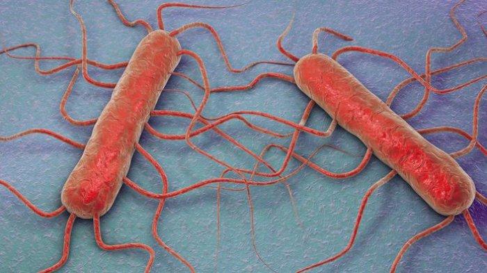 kesehatan-dan-dampak-listeria-pada-tubuh-manusia